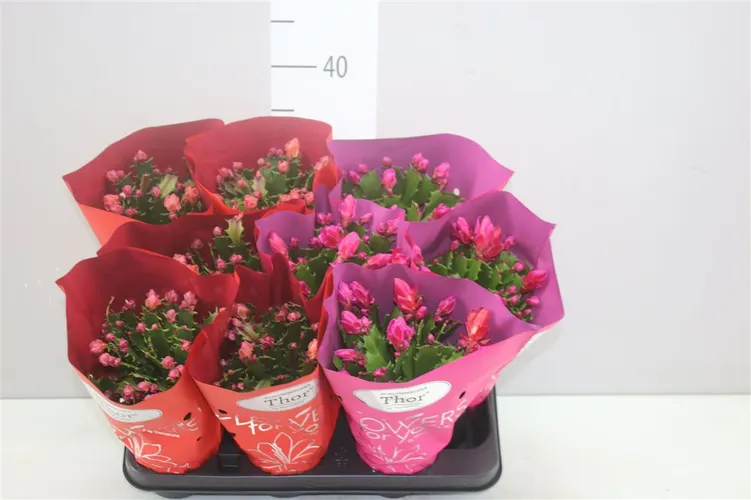 Schlumbergera mix 2 Kleuren Wild črepník 11 cm