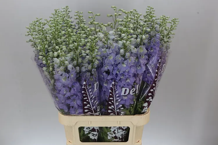 Delph El Dewi Impressive 100 cm