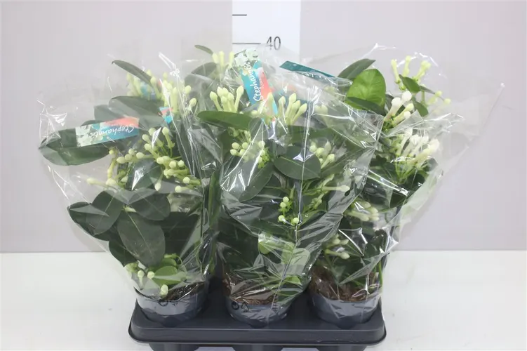Stephanotis Boog 5-6 črepník 12 cm