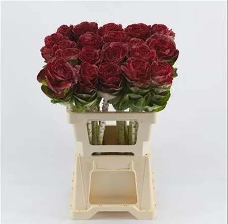 Brassica Painted Bordeaux Glitter 60 cm