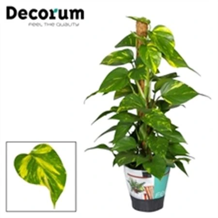Epipremnum na machovej tyči črepník 19 cm