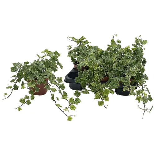 Hedera He Golden Kolibri črepník 13 cm