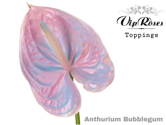 Ant A Bubblegum 50 cm
