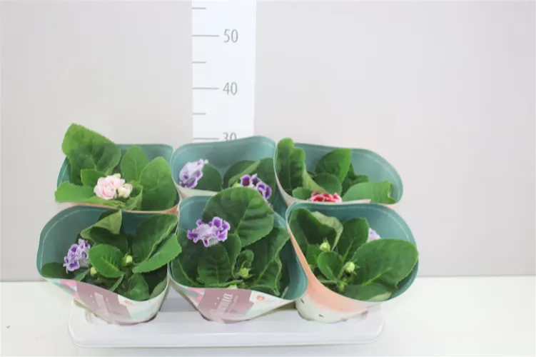 Sinningia Brocade Gemengd črepník 12 cm