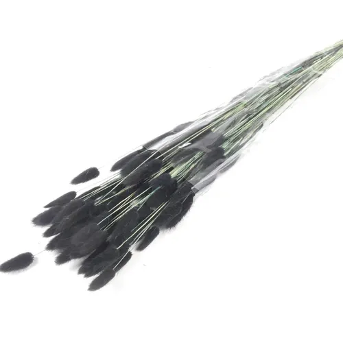 Lagurus Black, sušené 70 cm