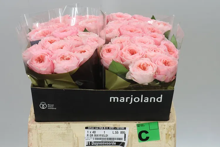 Rosa Gar Mayfield! 55 cm