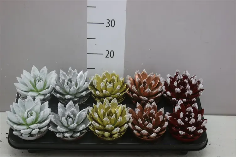 Echeveria X Mas Tripple mix črepník 10,5 cm