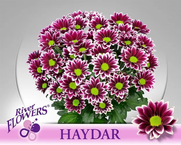 Chr T Haydar 70 cm