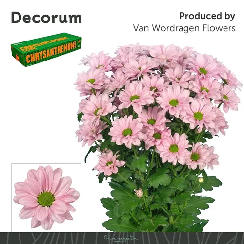 Chryzantéma trsová Kennedy Rosy 70 cm