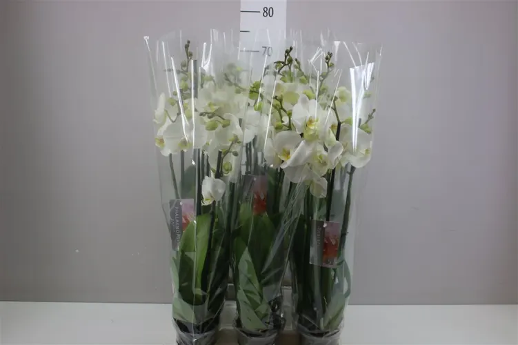 Orchidea Phalaenopsis biela, 4 výhony črepník 12 cm