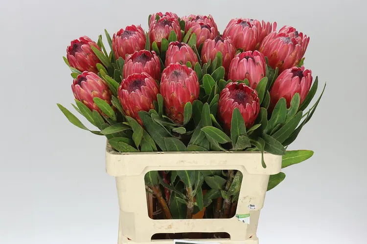 Protea Red Ice 60 cm