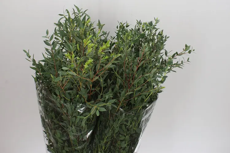 Parvifolia 75 cm