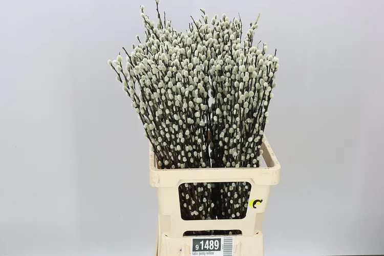 Salix Snow Flake 70 cm
