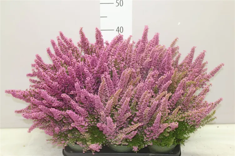 Erica Zo Beauty Queen Roze črepník 12 cm