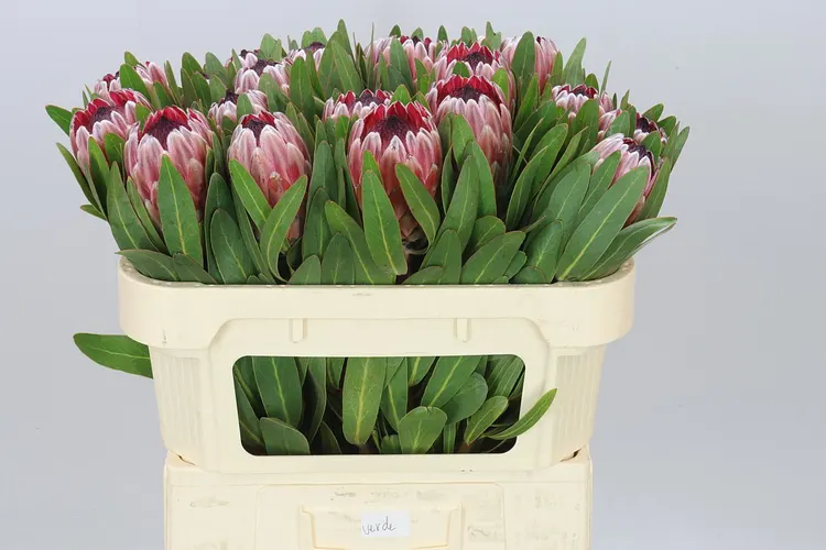 Protea Pink Ice 70 cm