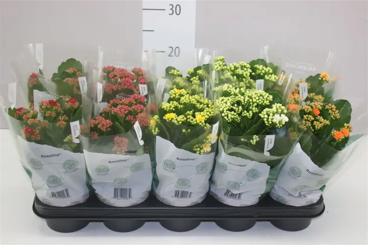 Kalanchoe Rosalina mix črepník 12 cm