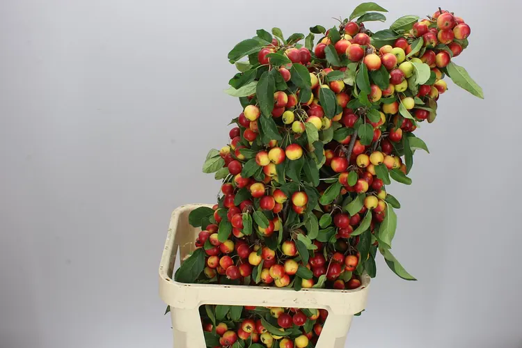 Malus Gorgeous Super 100 cm