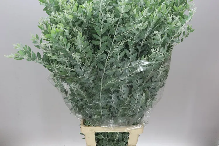 Mimosa Dennis Bodem 100 Cm 100 cm