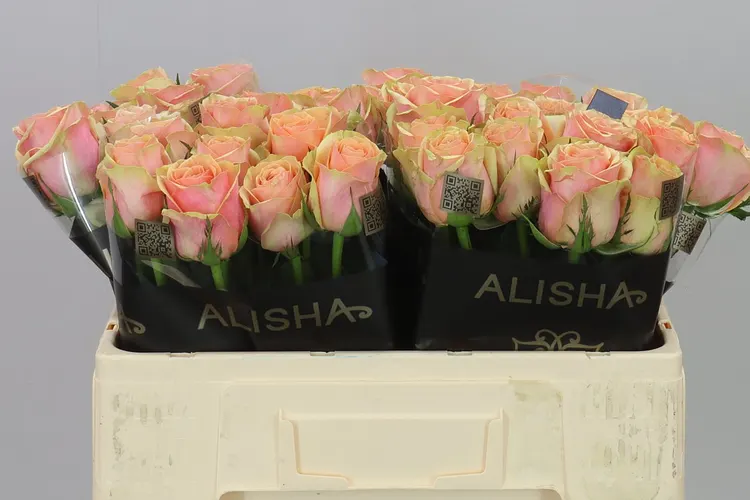 Rosa Gr Dividend 50 cm