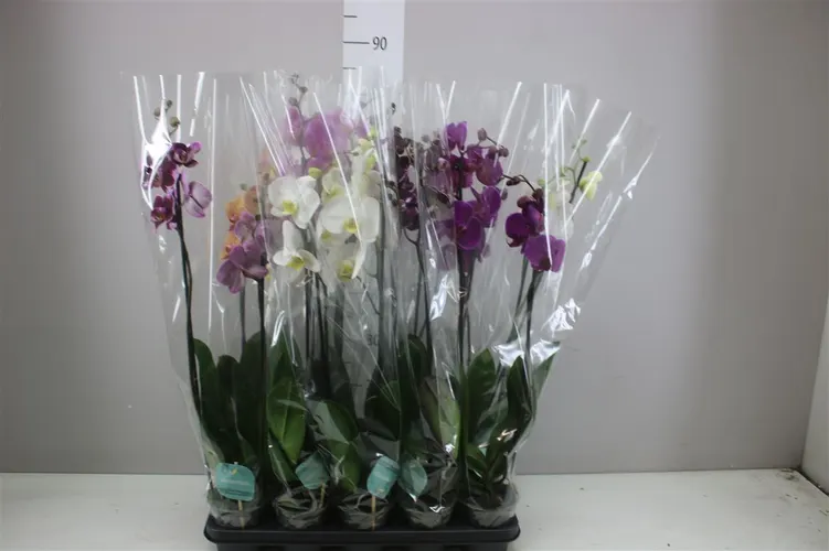 Orchidea Phalaenopsis mix 16+, 2 výhony črepník 12 cm