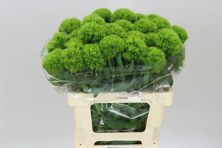 Di Bar Green Charm 60 cm