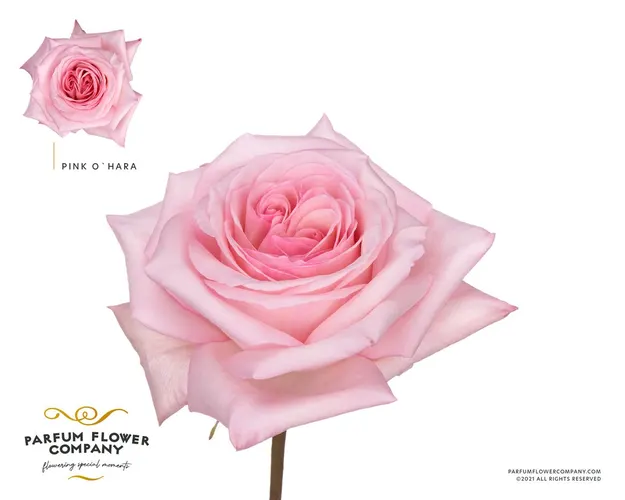 Záhradné ruže (Garden Roses)