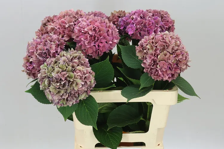 Hyd Rodeo Purple Classic 60 cm