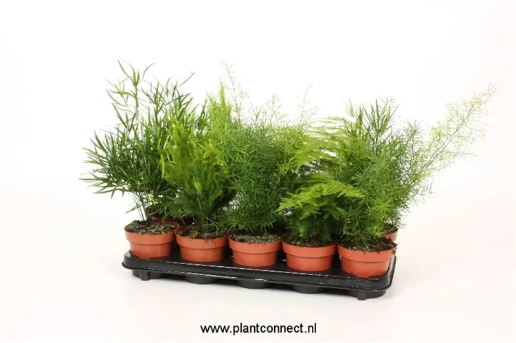 Asparágus mix črepník 12 cm