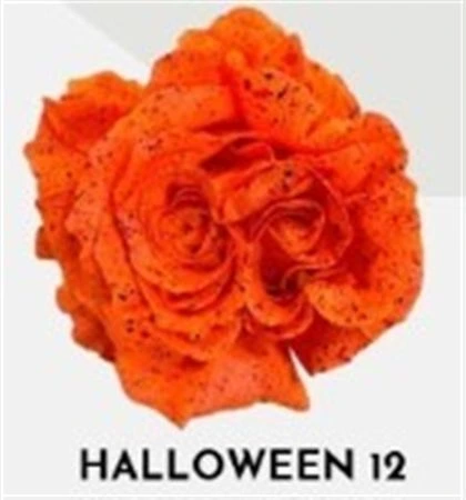 Ruža farbená Halloween 12, Ekvádor 50 cm