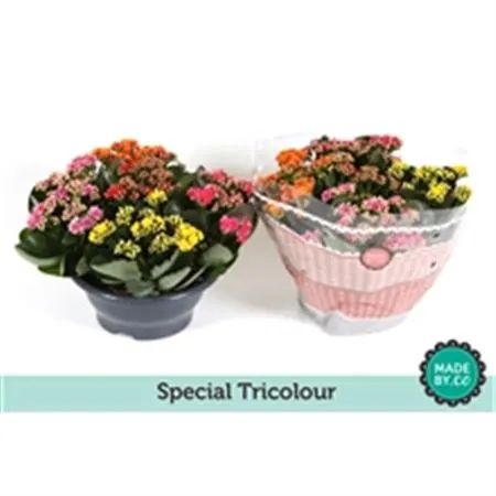 Kalanchoe Calandiva Carnaval črepník 23 cm