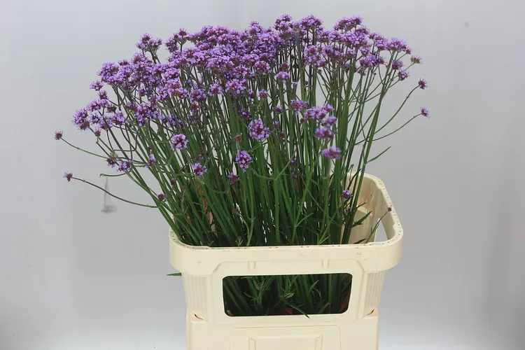 Verbena Has Pink Spires 85 cm