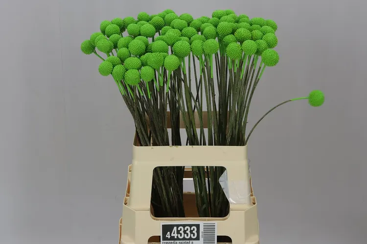 Craspedia Painted Green 60 cm