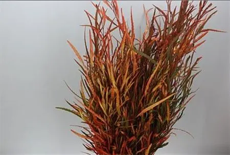 Grevilea Autumn 80 cm