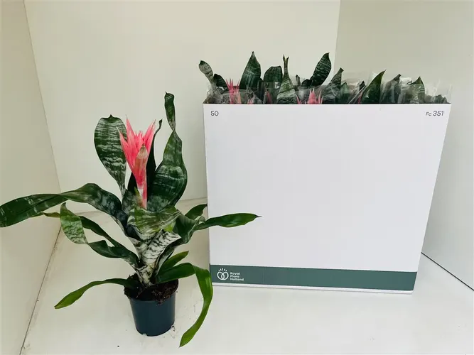 Aechmea Fa Primera črepník 12 cm