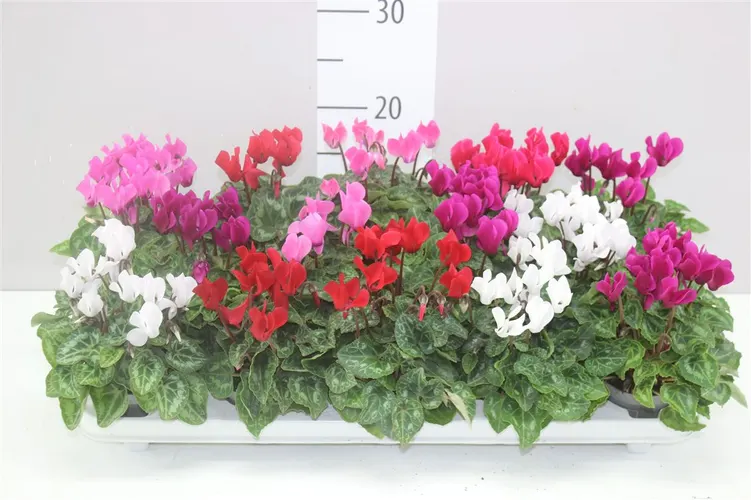 Cyclamen Kl Gemengd črepník 9 cm