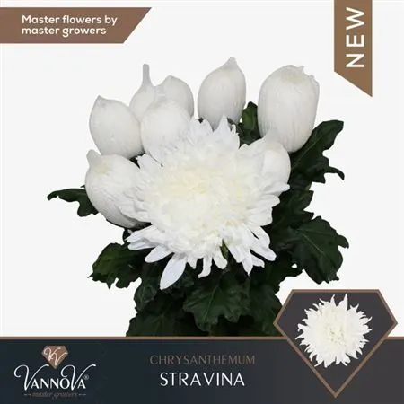 Chr G Stravina 70 cm