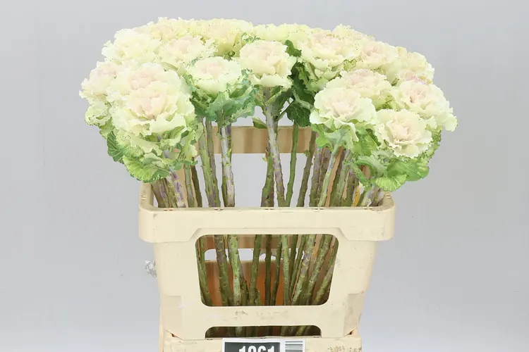 Okrasná kapusta First White 60 cm