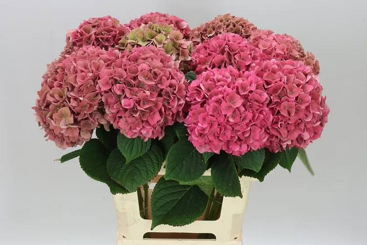 Hortenzia Rodeo Cerise Classic 60 cm