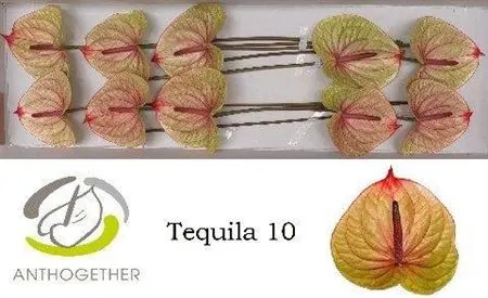 Anth Tequila