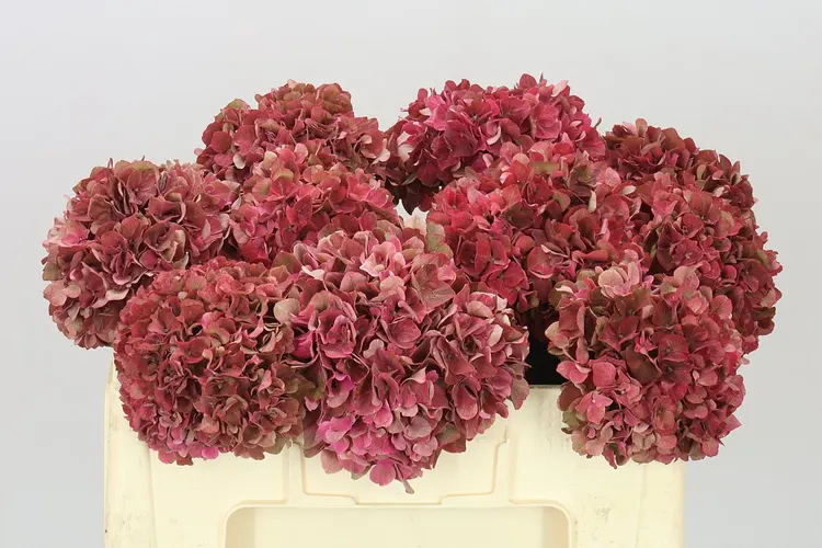 Hyd Ruby Pink Classic 50 cm