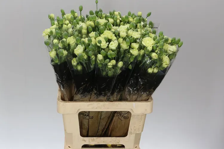 Di Tr Green 65 cm