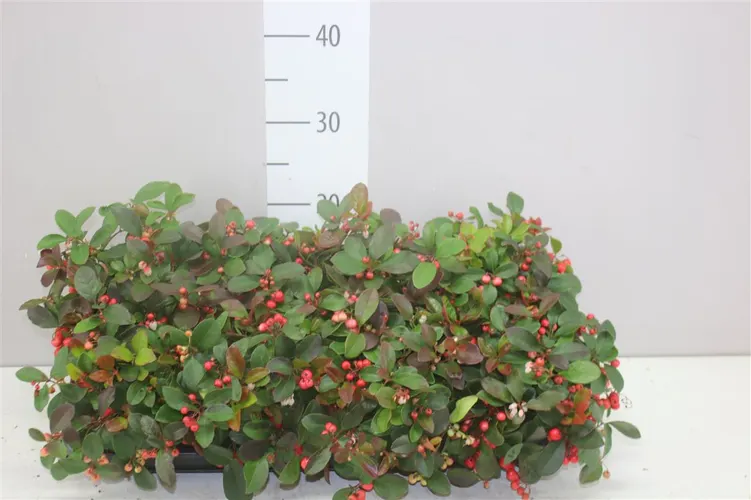 Gaultheria Pro Big Berry črepník 12 cm