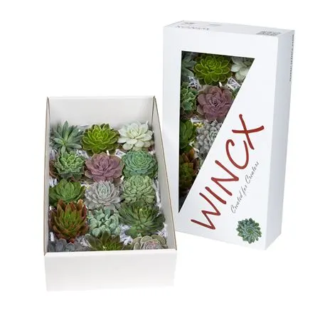 Echeveria Wincx Mix 10 cm