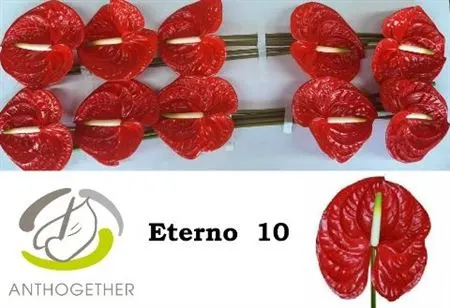 Anth Eterno