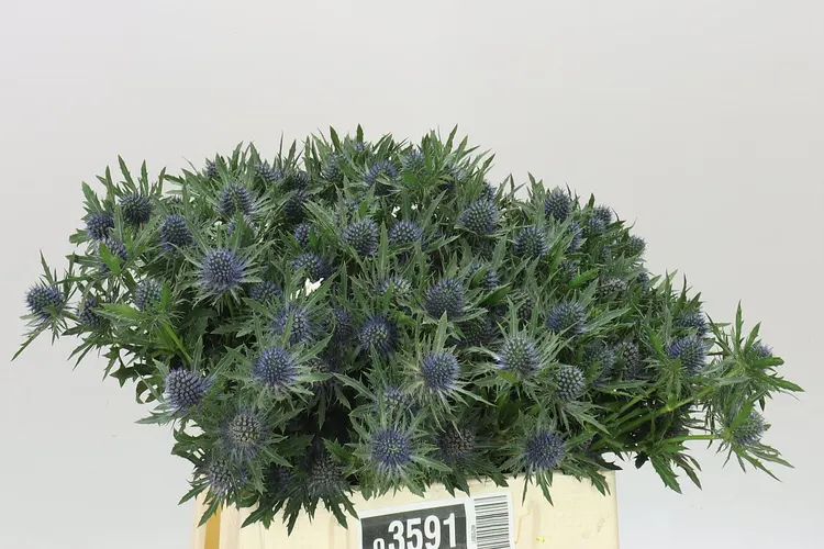 Eryngium Aqua 40 cm