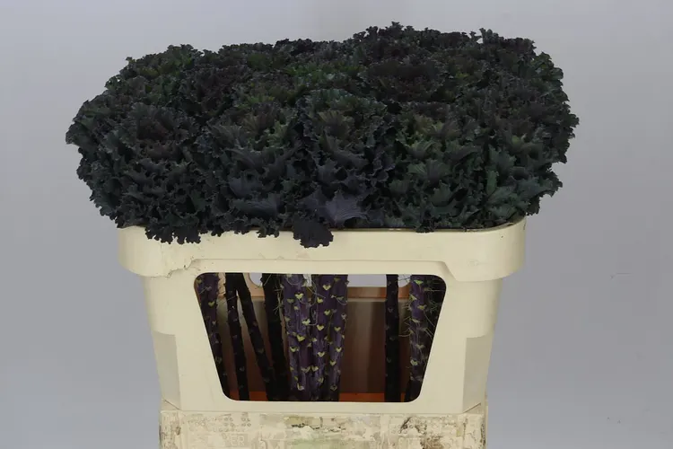 Brassica Black Angel 70 cm