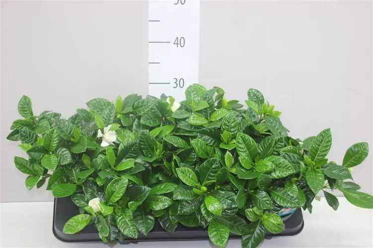 Gardenia Jasminoides A2 črepník 13 cm