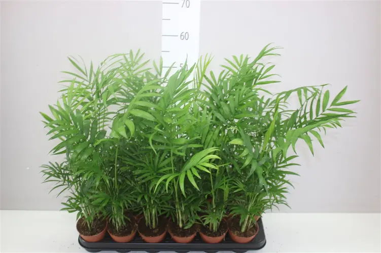 Chamaedorea Elegans črepník 9 cm