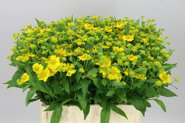 Helenium Kanaria 60 cm