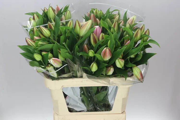Ľalia orientálna Double Diamond 90 cm